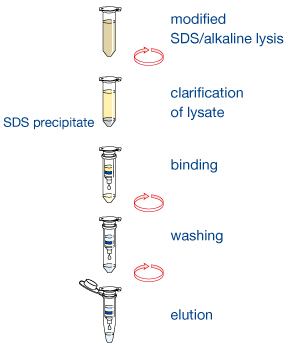 NucleoSpin® Plasmid Transfection-grade procedure by MACHEREY NAGEL